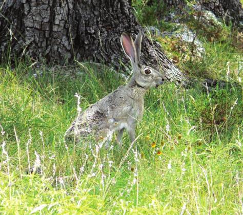 A jackrabbit, always on the lookout for danger.