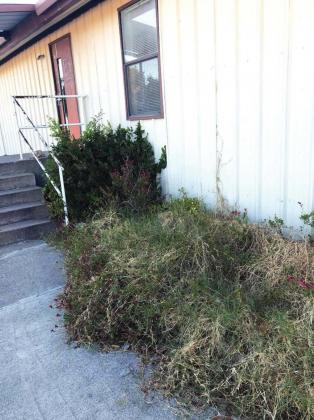 Before: An overgrown tangle of flowers and weeds