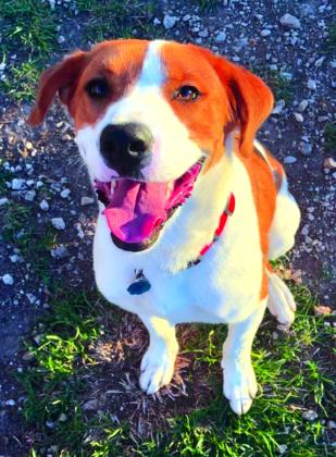 Hi! I’m Buddy!