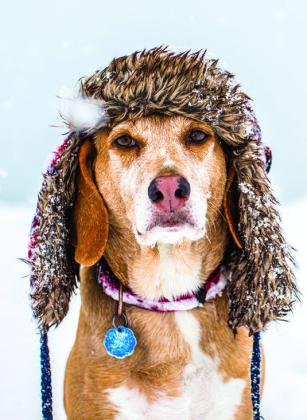 Keeping Your Pets Safe in the Cold