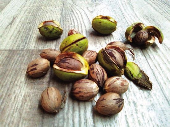 Edward Flores, from Pete Hibler Farms in San Saba, was at the San Saba News &amp; Star office before we opened on Monday, September 12, 2022, to be sure he was the first to bring the 'First Pecans' of the 2022 Season. The pecan variety is soft shell natives.  Photo by Carolyn Boswell Preece