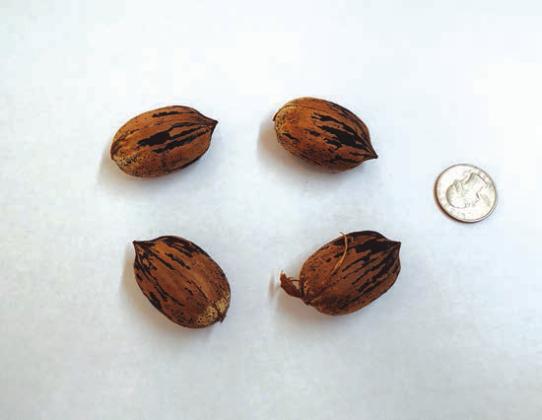A few hours later, Roger McGehee, from the McGehee Family Orchard of San Saba, brought in his first pecans of the 2022 Season to the San Saba News &amp; Star. The pecan variety is Pawnee.  - Staff Photo