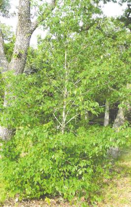 “An Escarpment Black Cherry that came up several years ago, presumably because a bird ate a cherry from a tree at some unknown distance away and came and sat in the Post Oak and “planted” the seed here.”