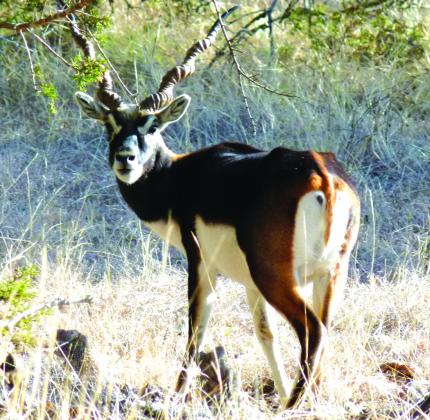 A male Blackbuck Antelope stares back at me.
