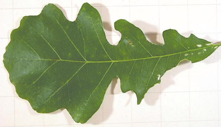 A simple Bur Oak leaf