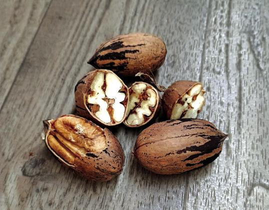 First Pecans of the 2025 Season - from Bagley Orchard | Photo by Djuana Payton