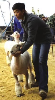 Several RSHS student participants from the San Saba County Livestock show