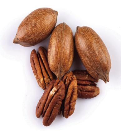 2023 State Pecan Show Results