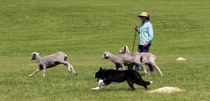 Charly Kronberger and Tyg will be competing in the San Saba Reunion Sheep Dog Trials. On Saturday, March 2nd, beginning at 5:15 p.m., Charly will share “What is a Sheep Dog Trial.”