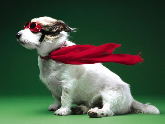 That Puppy was chosen for a Special Mission