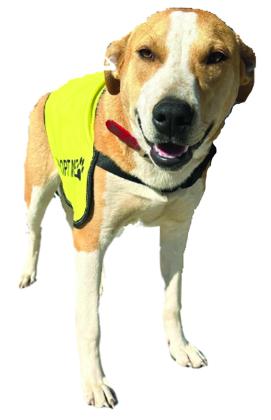 Pet of the Week