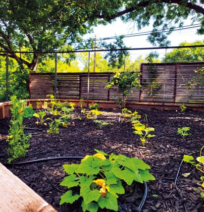 Grand Opening of Food Forest at Science Mill on August 19