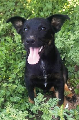 Pet of the Week: Clover