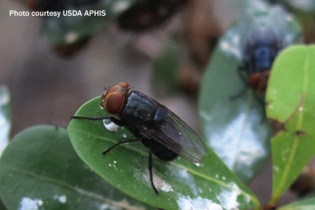 USDA releases New World Screwworm Response Playbook