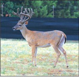 Funds awarded to Texas universities to study CWD