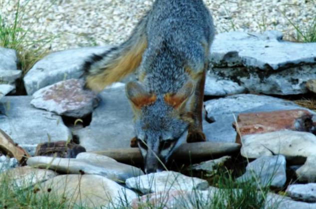 "A gray fox gets a drink from the backyard 'creek'."