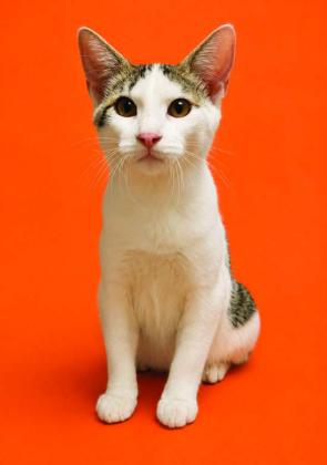 Meet Willie, a little survivor who bravely fought and beat panleukopenia! Now healthy and ready for adoption, this sweet and loving boy deserves a family to spoil him forever. Maybe his happily-ever-after starts with you! Contact us at www.SanSabaAnimals.com or call 325-372-PETS