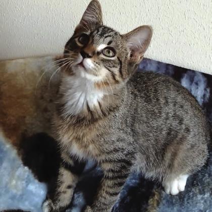 Meet Henry, an incredibly sweet and loving boy who is ready to leave shelter life behind for a family of his very own. He’s looking for a cozy home, plenty of love and pets, and a forever family to call his own! Call 325-372-PETS or visit www.San-SabaAnimals.com.