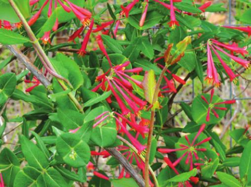 A Coral Honeysuckle inside of our deer-proof fence in April.
