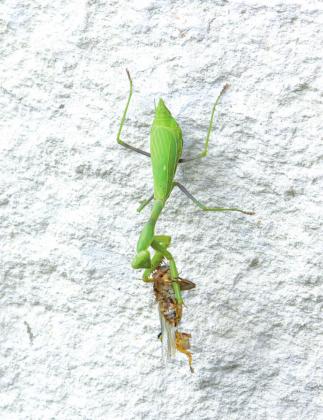 A Praying Mantis with the Dragonfly it caught