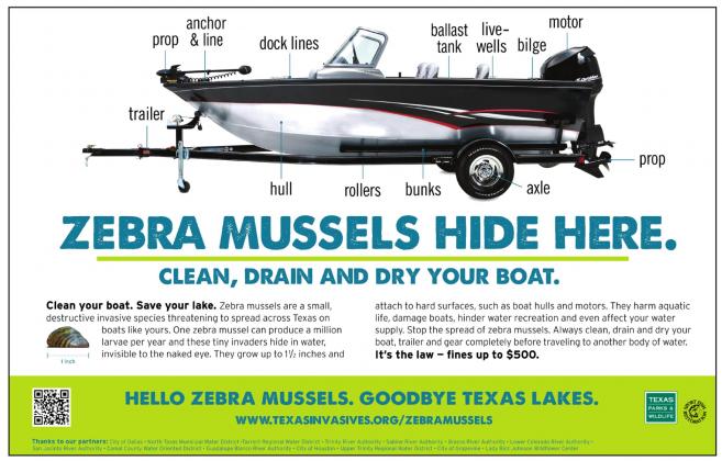 Zebra Mussels detected at Lake Brownwood
