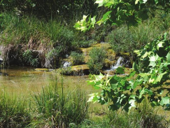 Example of a healthy riparian area.