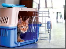 Pet Talk ~ Prepared To Protect: A Small Pet Owner’s Guide To Disaster Preparedness