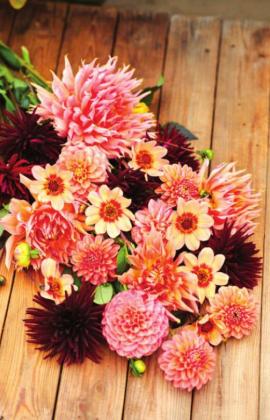Take a Color-Themed Approach for More Attractive Arrangements