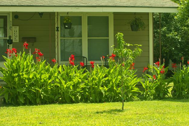 Bright Red Cannas highlight SSGC's June Yard of the Month