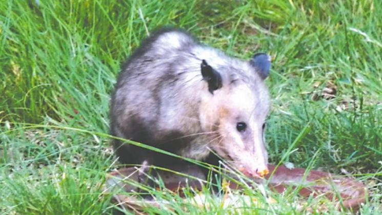 A possum searching for something to eat in the evening.