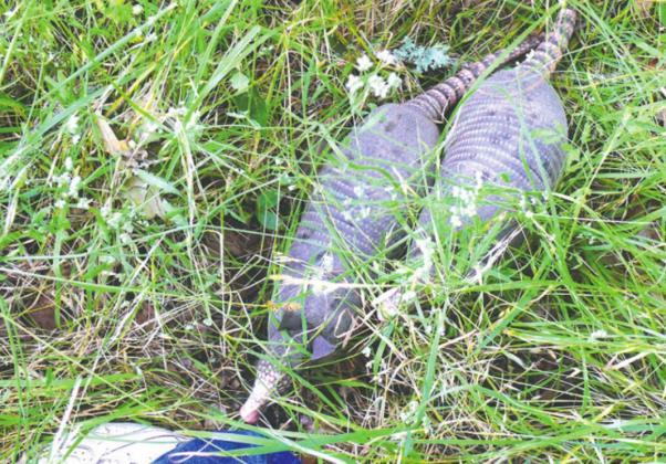 Two juvenile armadillos sniffing something they have never seen before—my shoe.