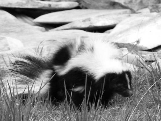 “A striped skunk after visiting a backyard water feature. Note the distinguishing white stripe down its face to the nose.”