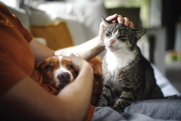 Heart to heart: Importance of bonding with your pets