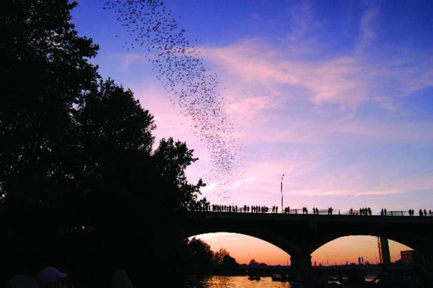 Deep in the Heart of Bat-ness: Austin’s Favorite Spooky Sunset Tradition