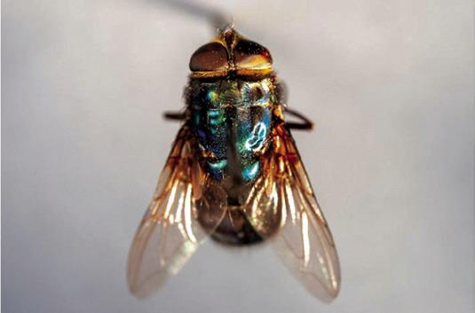 New world screwworm adult fly | Courtesy of Texas A&amp;M Agrilife