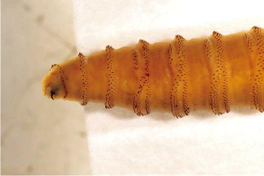 New World screwworm larva | Courtesy of Texas A&amp;M Agrilife