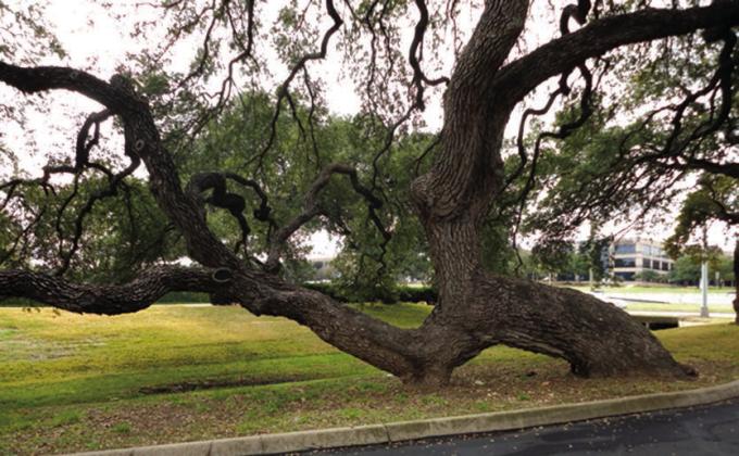 Comanche Marker Tree, Austin, Texas, photo © Linda Pelon