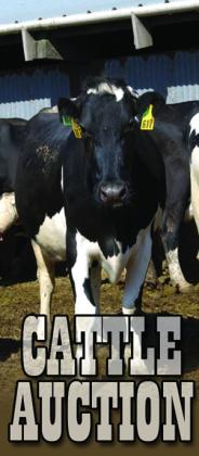 Jordan Cattle Auction