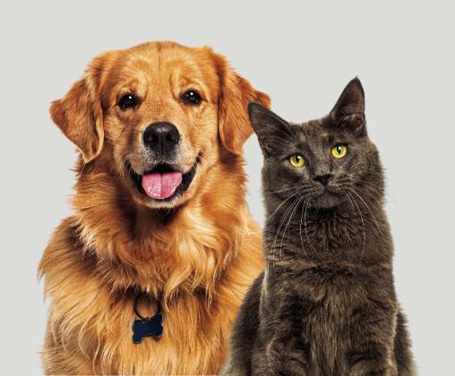 Digging deeper: How to protect pets from the New World screwworm