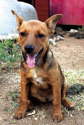Pet of the Week