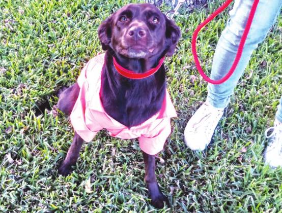 Dove Project shares 2020 abuse victim numbers; recognizes local pets in Paw Parade