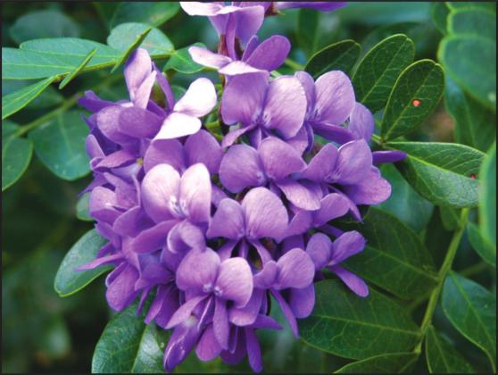 A Texas mountain laurel in spring.