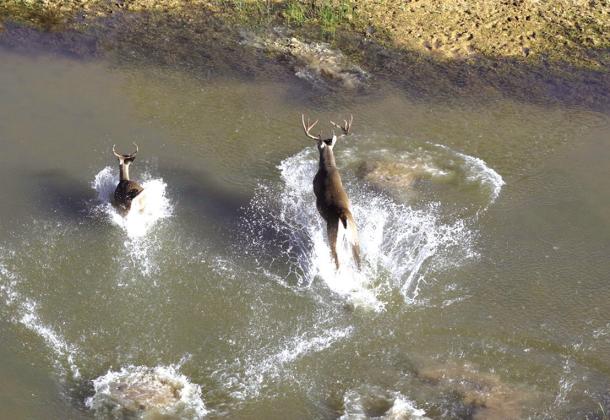 Courtesy of www.SpringCreekOutdoors.com