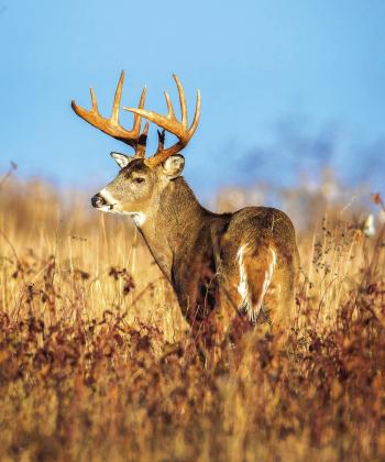 TPWC approves statewide deer carcass disposal regulations