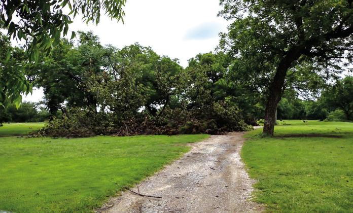 This downed tree limb is blocking the path on the back nine holes at the San Saba River Golf Course. Photo by Djuana Payton