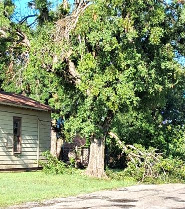 Damage to tree limbs at Commerce and Edgewood in San Saba. Photo by Carolyn Preece
