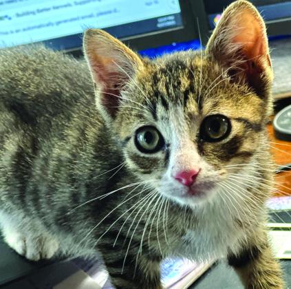 Rick - Pet of the Week