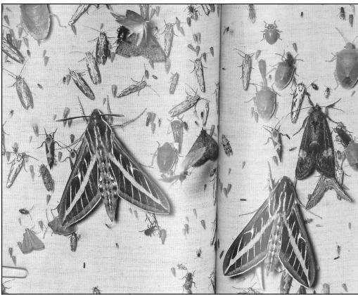 “A photo of a light trap in Arizona that revealed not only fewer species but also many fewer insects than used to be caught at the same place years ago.”