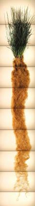 “Switchgrass planted in a very tall container reveals the length of its root system.”