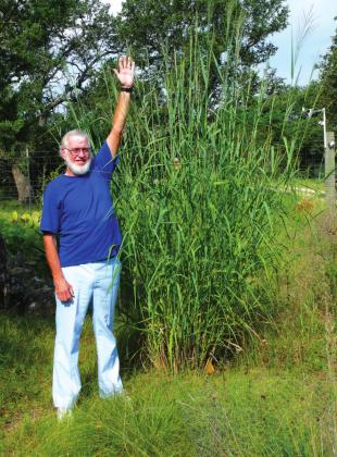 “A Switchgrass plant growing in the author’s yard, in August, of a very wet year.”